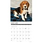 2027 Willow Creek Beagle Puppies 12" x 12" Monthly Wall Calendar, Assorted Colors (59081)~#|#~A32C4F4E-1F31-4912-8FEA66CFE131A903_sc7