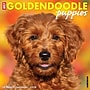 2026 Willow Creek Goldendoodle Puppies 12" x 12" Monthly Wall Calendar (51306)~#|#~A359E518-A5C5-4A62-A77EC37691D5EF3D_sc7