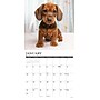 2027 Willow Creek Dachshund Puppies  12" x 12" Monthly Wall Calendar (59944)~#|#~A36F69C0-A8F2-4E1B-8B6CA4CD7518B86D_sc7
