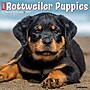 2027 Willow Creek Rottweiler Puppies 12" x 12" Monthly Wall Calendar, Assorted Colors (62098)~#|#~A39783EE-FB5E-4505-AAA2928E22451ABA_sc7