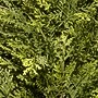 National Tree Company 60" Artificial Arborvitae (LMC4-701-60)~#|#~A411608A-92E3-40B7-85CF7B6CFE3CAFE6_sc7