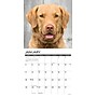 2026 Willow Creek Chesapeake Bay Retrievers 12" x 12" Monthly Wall Calendar (50668)~#|#~A47E067E-8D78-421E-88497BA84D5B6557_sc7