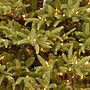 National Tree Company Frasier Grande Artificial Christmas Trees (PEFG4-308D-65)~#|#~A48A7206-6262-4487-AF643986F8E798E6_sc7