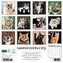 2026 Willow Creek Maine Coon Cats 12" x 12" Monthly Wall Calendar (51849)~#|#~A48A9565-A146-4AE6-B90C577EFDE6CA8A_sc7