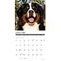2026 Willow Creek Bernese Mountain Dogs 12" x 12" Monthly Wall Calendar (50187)~#|#~A5D488EA-FDD8-44D8-9C6F04FCE81DF73A_sc7