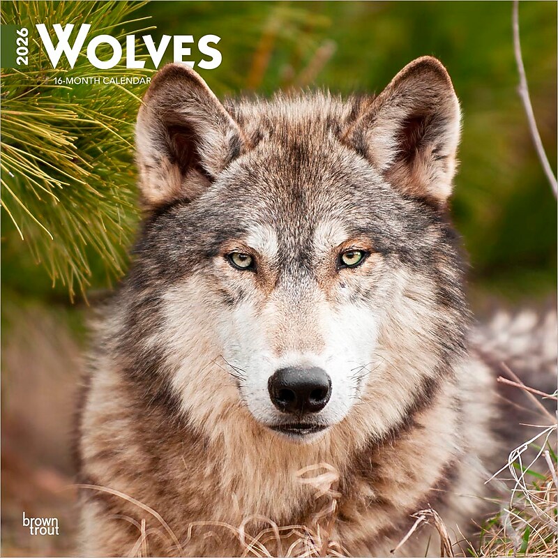 2026 BrownTrout Wolves 12" x 12" Monthly Wall Calendar (9798330706402) image 1