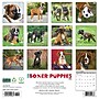 2026 Willow Creek Boxer Puppies 12" x 12" Monthly Wall Calendar (50361)~#|#~A6439088-CA77-4372-93B7AA182D818AB7_sc7