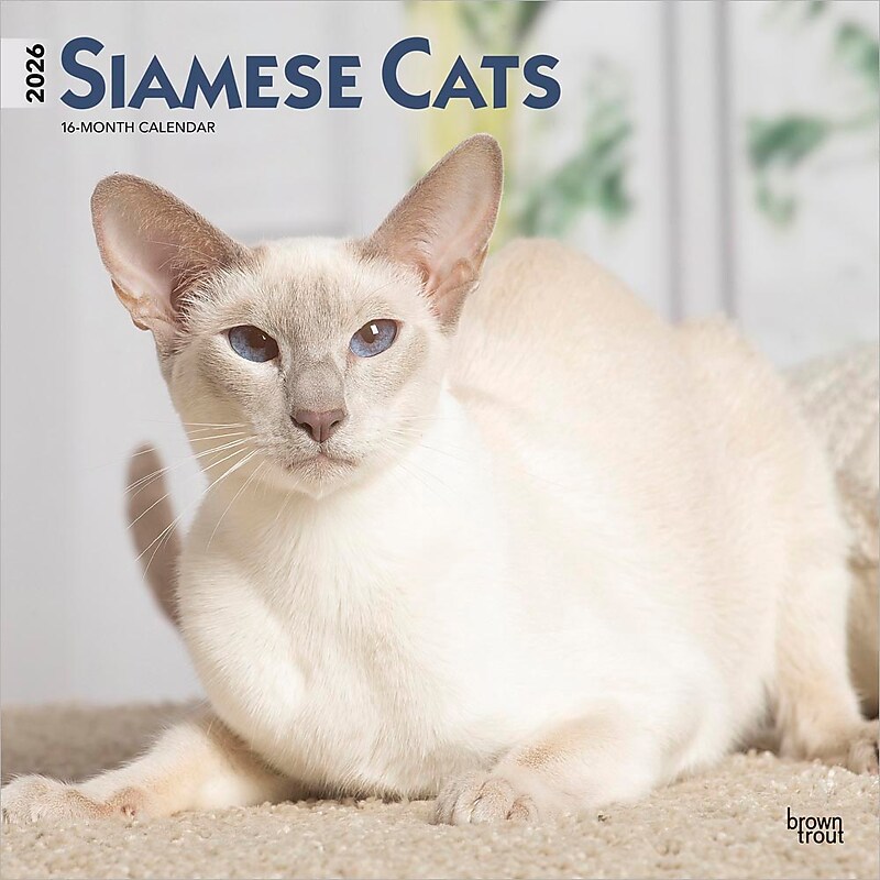 2026 BrownTrout Siamese Cats 12" x 12" Monthly Wall Calendar (9798330705573) image 1