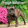 2027 BrownTrout French Bulldogs 7" x 7" Monthly Wall Calendar, Assorted Colors (9798330709991)~#|#~A6D1DF74-B735-4E7F-8276774FB147220F_sc7