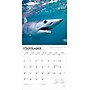2026 BrownTrout Sharks 12" x 12" Monthly Wall Calendar (9798330705504)~#|#~A6F64C80-C95A-4C6F-BCC0283EFACFC647_sc7