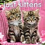 2026 Willow Creek Kittens 12" x 12" Monthly Wall Calendar (51696X)~#|#~A77C6B6A-D3FC-4D5B-B085FF2CDAA195BC_sc7