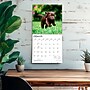 2027 BrownTrout Chocolate Labrador Retriever Puppies 12" x 12" Monthly Wall Calendar (9798330712533)~#|#~A7C49B67-19F8-459E-A3274CEF8BC6C63C_sc7