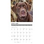 2026 Willow Creek Hunting Labs 12" x 12" Monthly Wall Calendar (55458)~#|#~A7D099DE-F8DA-4179-ADA567E2A931ADB2_sc7