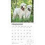 2026 BrownTrout Soft Coated Wheaten Terriers 12" x 12" Monthly Wall Calendar (9798330706310)~#|#~A7E159D9-CF4E-4CB7-904E6712075F7267_sc7