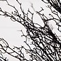 Nearly Natural 4' Pre-Lit Halloween Black Twig Artificial Fall Tree in Burlap Planter with 63 Warm White LED Lights (T4727)~#|#~A84FDC66-59CA-46D9-B367C7E4620B4A9F_sc7