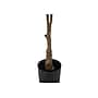 Monarch Specialties Inc. 52" Artificial Rubber Tree in Pot (I 9514)~#|#~A853FA84-ADAB-4A5F-8388F9045854A6AE_sc7
