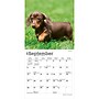 2027 BrownTrout Dachshund Puppies 7" x 7" Monthly Wall Calendar, Assorted Colors (9798330709977)~#|#~A85C4A18-F92D-41FA-B2FCCC8D80BC3427_sc7