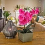 National Tree Company 21" Purple Orchid Flower in Wood Box (MT81-PH0354PPR)~#|#~A861E627-1079-4EBA-88FA32A8CE9DFC52_sc7