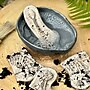 Yellow Door Dig and Discover Ankylosaurus & Tyrannosaurus Rex, Assorted Colors, 9/Set (YUS1227)~#|#~A87674D5-CC6C-4F13-81B3A6451B808966_sc7