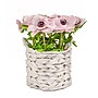 National Tree Company 10" Pink Anemone Flower Bouquet in White Basket (MT81-01626GPK-1)~#|#~A9128D90-9A27-43E7-8EA1F160BB6BA3AC_sc7