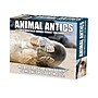 2027 Willow Creek Animal Antics 6.2" x 5.4" Daily Day-to-Day Calendar, Assorted Colors (63224)~#|#~A9169217-8866-458A-81A14E3F9C597AF3_sc7