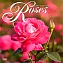2026 BrownTrout Roses 12" x 12" Monthly Wall Calendar (9798330705382)~#|#~A96C4345-B8EF-417A-9A983AF4380ABE54_sc7