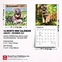 2027 BrownTrout Schnauzer Puppies 7" x 7" Monthly Wall Calendar (9798330710072)~#|#~AA090445-F34A-4675-9938D1B0984F569C_sc7
