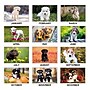 2027 AT-A-GLANCE Puppies 21.75" x 17" Monthly Desk Pad Calendar (DMD166-32-27)~#|#~AA83C804-F105-4735-BC32CF27BB686A54_sc7