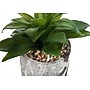 Monarch Specialties Inc. 6" Artificial Succulent Plant in Pot, 2/Set (I 9586)~#|#~AAB7EE37-BEA2-4966-A68995C22A561431_sc7