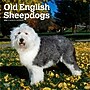2026 BrownTrout Old English Sheepdogs 12" x 12" Monthly Wall Calendar (9798330704989)~#|#~AAF3FDB6-A384-47F2-8B7AD63446840FD4_sc7