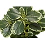 Monarch Specialties Inc. 14" Artificial Ficus Elastica Plant in Pot, 2/Set (I 9558)~#|#~AB12314A-EE03-4F83-8DA7703444654018_sc7