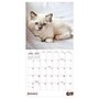 2027 TF Publishing Kittens 7" x 7" Monthly Wall Calendar, Multicolored (27-2002)~#|#~AB280907-BE07-40CB-9893EF1B7158CEAA_sc7