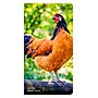 2026-2027 BrownTrout Chickens 3.5" x 6.5" Monthly Planner (9798330702886)~#|#~AB2ADB54-EE29-4170-8FE312572BCDED7F_sc7