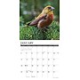 2026 Willow Creek Garden Birds 12" x 12" Monthly Wall Calendar (51184)~#|#~AB40FDFF-D125-4BB5-8C2ABD142B58CAA5_sc7