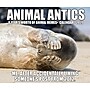 2027 Willow Creek Animal Antics 6.2" x 5.4" Daily Day-to-Day Calendar, Assorted Colors (63224)~#|#~AB512369-92D4-44EE-A03837EC57382771_sc7