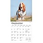 2026 BrownTrout Basset Hounds 7" x 7" Monthly Wall Calendar (9798330702312)~#|#~ABB1DEBD-DFFC-41B7-9246C2D587E26022_sc7