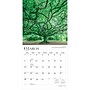 2027 BrownTrout The Majesty of Trees 12" x 12" Monthly Wall Calendar (9798330711574)~#|#~AC0284AC-008D-4D91-BFCCDE5868433D99_sc7