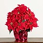 Nearly Natural 19-in Artificial Lush Poinsettia Arrangement in Red Wrapped Planter (A2172)~#|#~AC1F5573-15DA-4C9A-8DA4F85FD5D30B2F_sc7