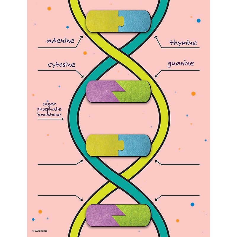 Roylco DNA Builder, 9/Set (R-59252) image 1
