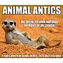 2026 Willow Creek Animal Antics 6.2" x 5.4" Day-to-Day Calendar (55137)~#|#~ACBB2A08-E97D-4D02-8F02E64CFB887E41_sc7