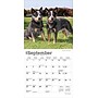 2026 BrownTrout Blue Heelers 7" x 7" Monthly Wall Calendar (9798330702510)~#|#~ACE3F615-1A92-4B0B-B7B7F0B9093EE82D_sc7