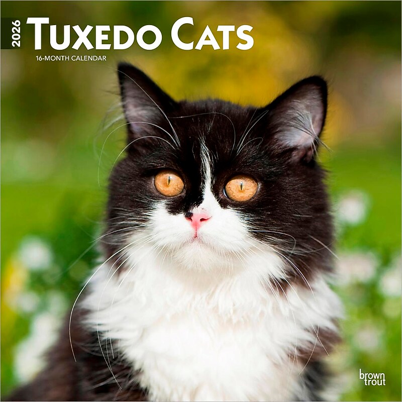 2026 BrownTrout Tuxedo Cats 12" x 12" Monthly Wall Calendar (9798330706068) image 1