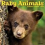 2026 Willow Creek Baby Animals 12" x 12" Monthly Wall Calendar (50002X)~#|#~AD688958-1256-460A-A617A2A1E6D0C919_sc7