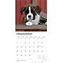 2026 BrownTrout Boxer Puppies 12" x 12" Monthly Wall Calendar (9798330702626)~#|#~ADB31DCF-43E1-4CF6-8F7CB918F143FD3E_sc7
