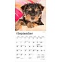 2026 BrownTrout Yorkshire Terrier Puppies 7" x 7" Monthly Wall Calendar (9798330706433)~#|#~ADC91461-9823-4FB5-B7C16DF40B06AD2E_sc7