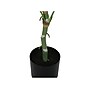 Monarch Specialties Inc. Dieffenbachia Tree in Pot (I 9519)~#|#~ADEAE3F3-797C-4260-A5D10D7D3BACD2B0_sc7