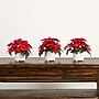 Nearly Natural 9-in Artificial Poinsettia Arrangements in White Ceramic Pots, 3/Set (P2040-S3)~#|#~AE391221-BB7C-42A0-A357AD0335F10A8C_sc7