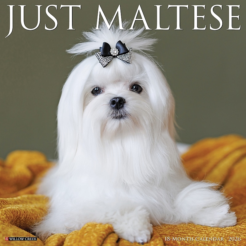 2026 Willow Creek Maltese 12" x 12" Monthly Wall Calendar (51870) image 1