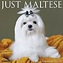 2026 Willow Creek Maltese 12" x 12" Monthly Wall Calendar (51870)~#|#~AF421EBA-2A30-4961-B282501D220F67F8_sc7