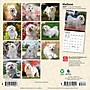 2027 BrownTrout Maltese 7" x 7" Monthly Wall Calendar (9798330710041)~#|#~AFC5A685-8E40-43BE-8BE2575CD944321A_sc7